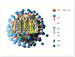 インフルエンザウイルス粒子の構造